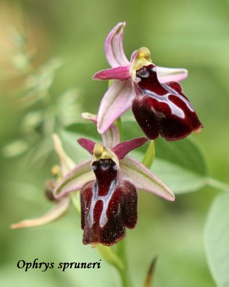 Orchidee dell''Epiro e del Peloponneso